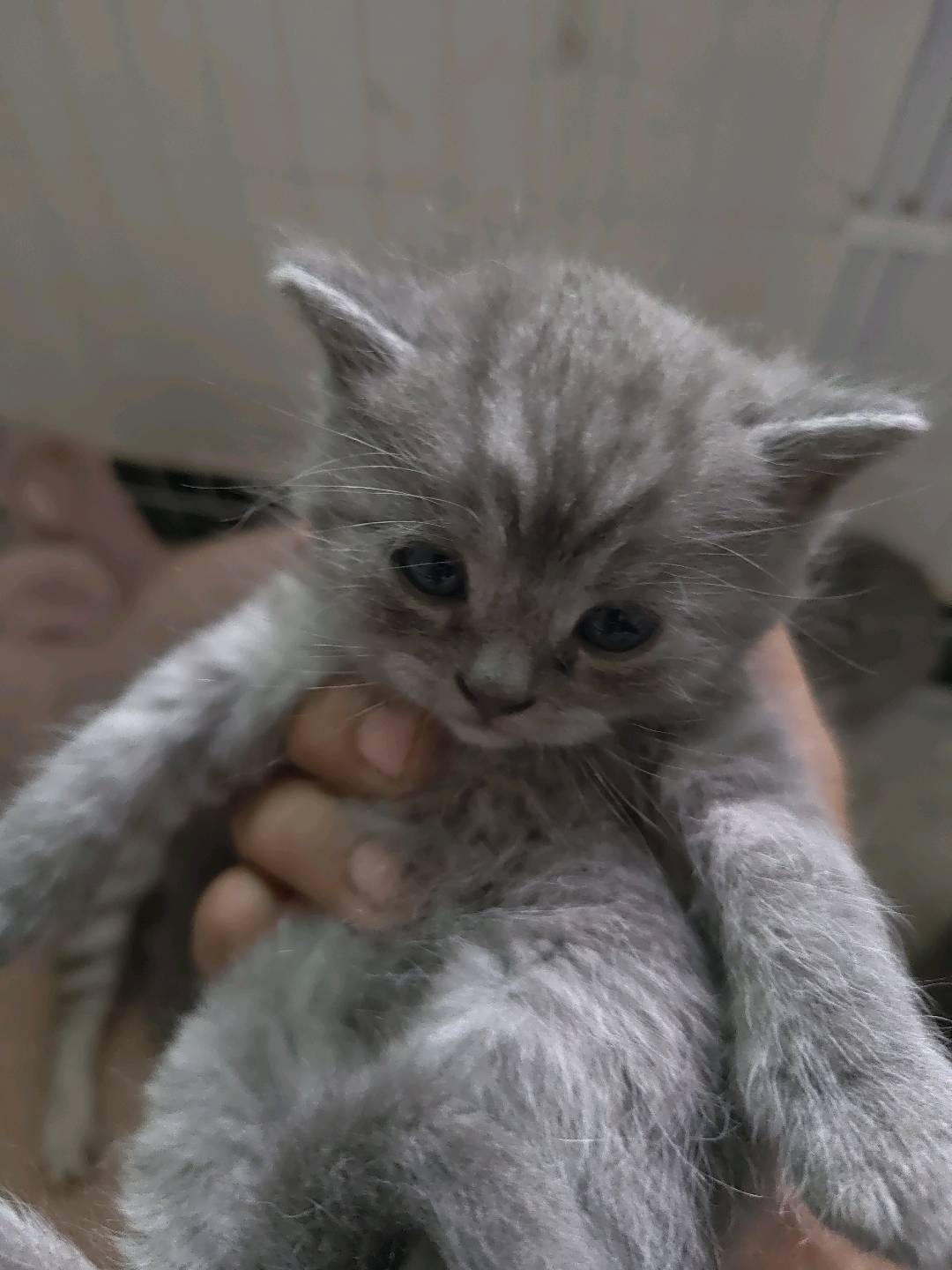 虎斑蓝猫串串